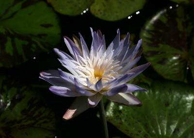 Nymphaea 'Avalanche'