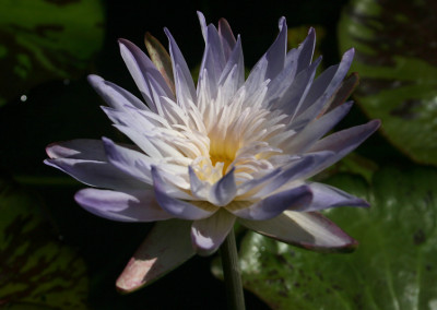 Nymphaea 'Avalanche'