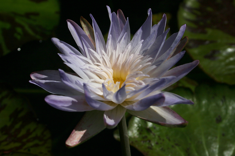 Nymphaea ‘Avalanche’