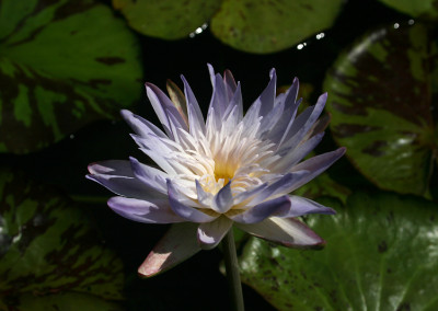 Nymphaea 'Avalanche'