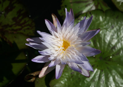 Nymphaea 'Avalanche'