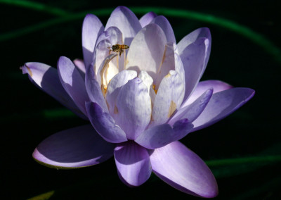 Nymphaea gigantea Hooker