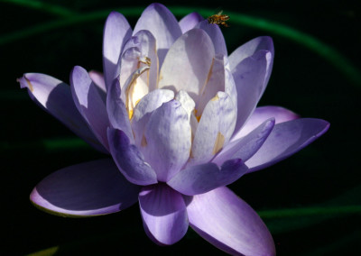 Nymphaea gigantea Hooker