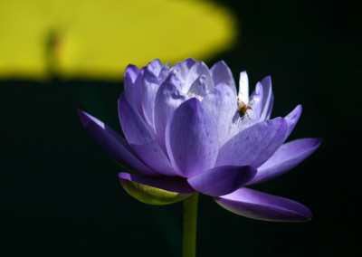 Nymphaea gigantea Hooker