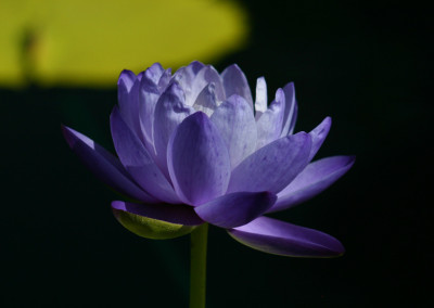 Nymphaea gigantea Hooker