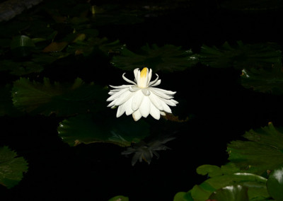 Nymphaea 'Missouri'