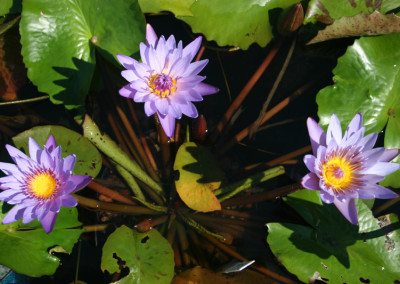 Nymphaea 'August Koch'