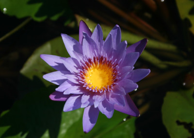 Nymphaea 'August Koch'