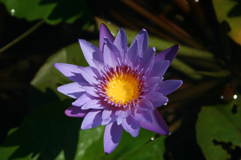 Nymphaea ‘August Koch’