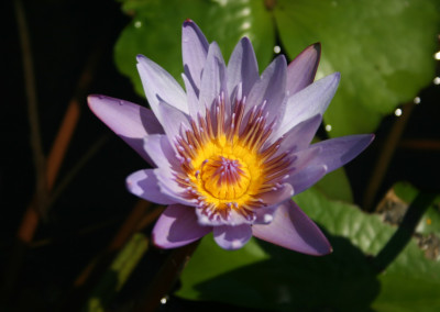 Nymphaea 'August Koch'