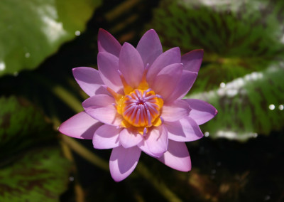 Nymphaea ‘Debbie Ann’