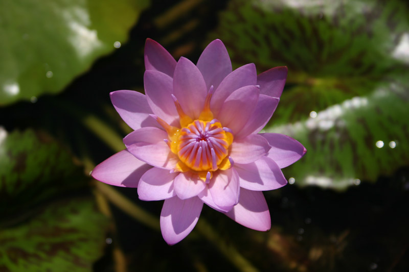 Nymphaea ‘Debbie Ann’