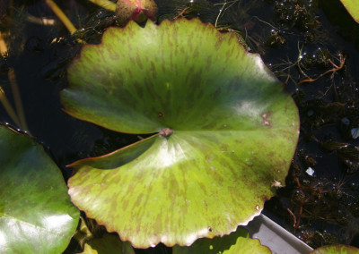 Nymphaea 'Debbie Ann'