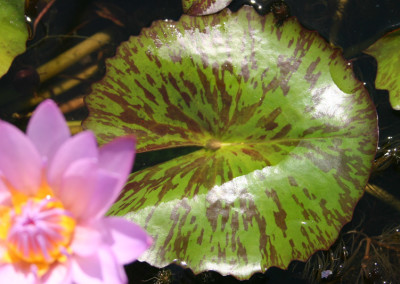 Nymphaea 'Debbie Ann'