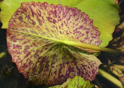 Nymphaea 'Debbie Ann'