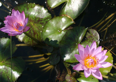 Nymphaea 'Debbie Ann'