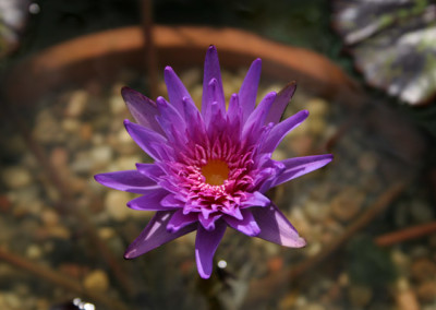 Nymphaea 'Foxfire'