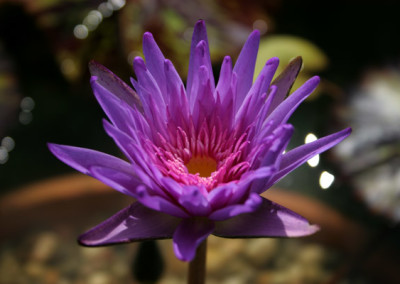 Nymphaea 'Foxfire'