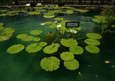 Nymphaea flavovirens Lehmann [N. gracillis Zuccarini]