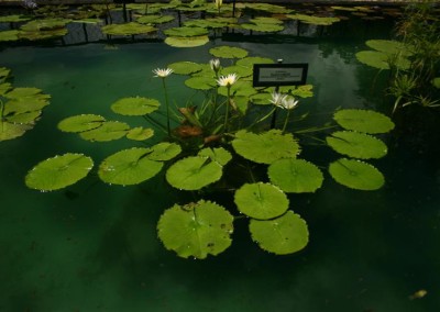 Nymphaea flavovirens Lehmann [N. gracillis Zuccarini]