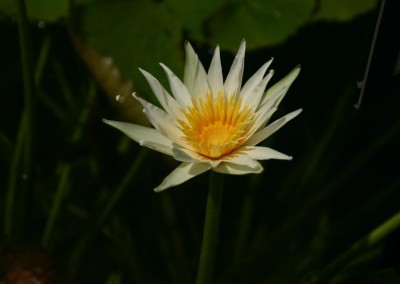 Nymphaea flavovirens Lehmann [N. gracillis Zuccarini]