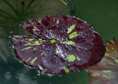 Nymphaea 'Ambrosia'