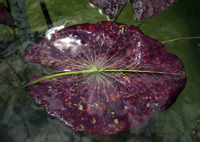 Nymphaea 'Ambrosia'