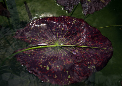 Nymphaea 'Ambrosia'