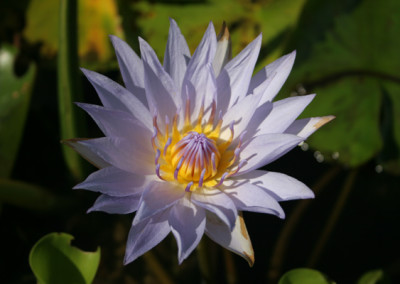 Nymphaea 'Blue Bird'