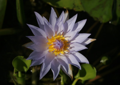 Nymphaea 'Blue Bird'