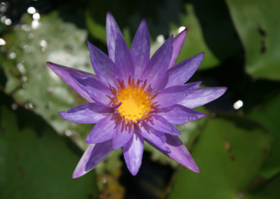 Nymphaea 'Islamorada'