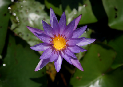 Nymphaea 'Islamorada'