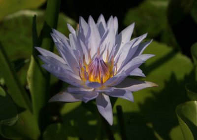 Nymphaea ‘Blue Bird’