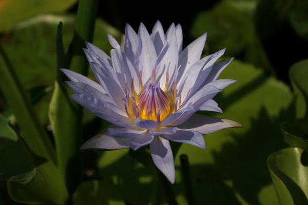 Nymphaea ‘Blue Bird’