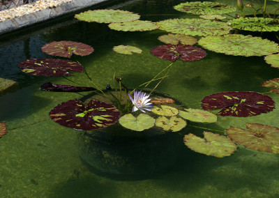 Nymphaea 'Ambrosia'