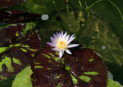 Nymphaea 'Ambrosia'