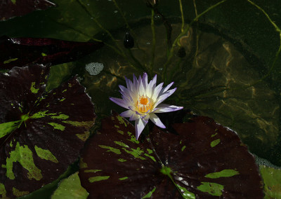 Nymphaea 'Ambrosia'