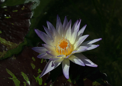 Nymphaea 'Ambrosia'