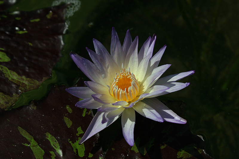 Nymphaea ‘Ambrosia’