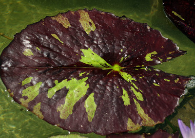 Nymphaea 'Ambrosia'