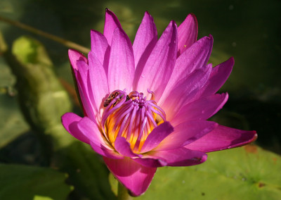 Nymphaea 'American Beauty'