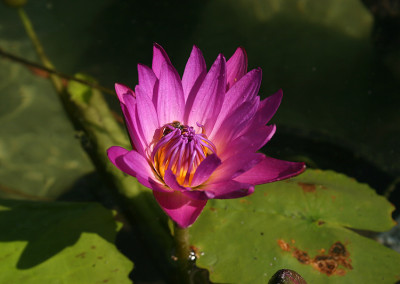 Nymphaea 'American Beauty'