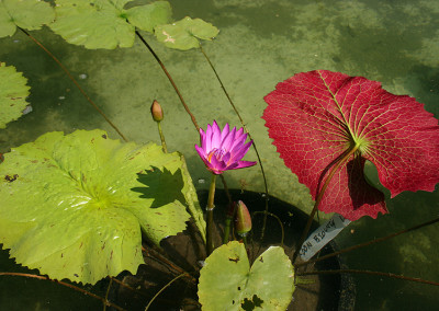 Nymphaea 'American Beauty'