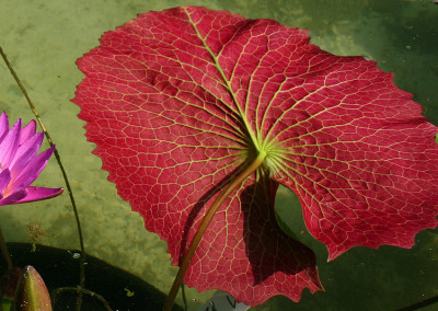 Nymphaea 'American Beauty'