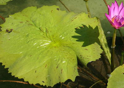 Nymphaea 'American Beauty'