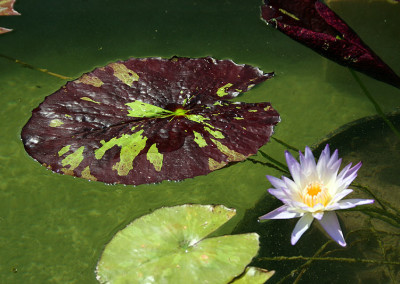 Nymphaea 'Ambrosia'