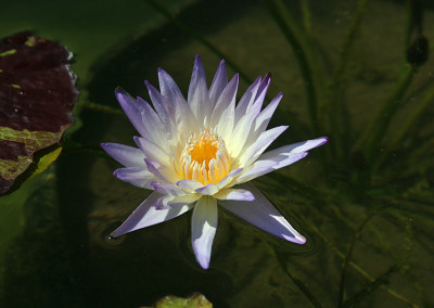 Nymphaea 'Ambrosia'