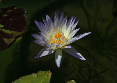 Nymphaea 'Ambrosia'