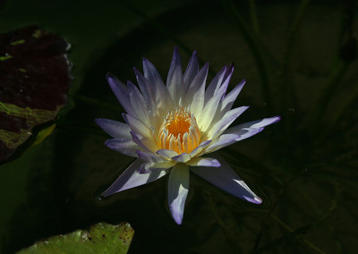 Nymphaea 'Ambrosia'