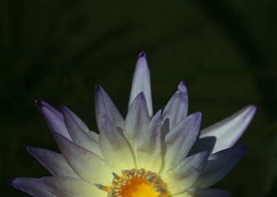 Nymphaea 'Ambrosia'